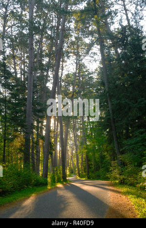 Alte Wachstum Wald, Itasca State Park, Minnesota, USA Stockfoto