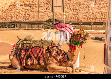 Kamel schon vorbereitet mit seinem Berg und seine Zügel fertig montiert zu werden und eine Reise durch die Wüste von Judäa zu starten. Israel. Stockfoto