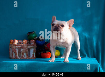 Französische Bulldogge posing (MR) Stockfoto