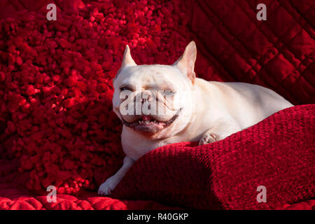 Französische Bulldogge posing (MR) Stockfoto