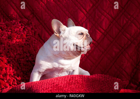 Französische Bulldogge posing (MR) Stockfoto