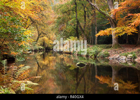 Herbstliche Szene auf dem Fluss Teign an das Fingle Brücke in Dartmoor National Park Stockfoto