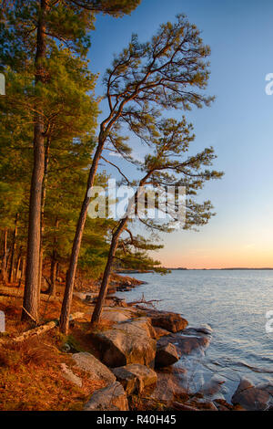 USA, New York State. Pitch Kiefern am Ufer des St. Lawrence River, tausend Inseln. Stockfoto
