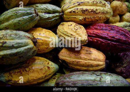 Frische rohe Kakaobohnenschoten, die die Kakaobohne, die rohe Form von Schokolade, enthalten, auf einem Bauernmarkt in Kolumbien, Südamerika Stockfoto