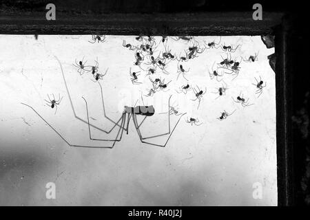 Adirondack, New York, USA EINE LANGE-bodied Keller Spinne mit ihrem Spiderlings. Stockfoto