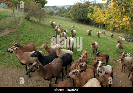 Coburger, Fuchsschaf, Thueringer, Waldziege Stockfoto