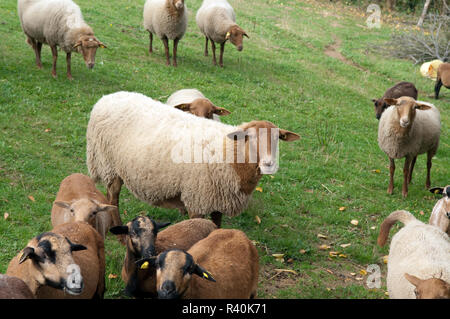 Coburger, Fuchsschaf, Thueringer, Waldziege Stockfoto