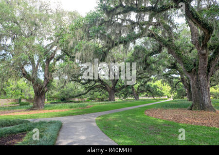 Live Oak Allee, Brookgreen Gardens, Murrells Inlet, South Carolina, USA Stockfoto