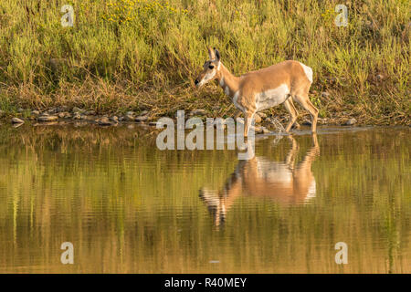 USA, South Dakota, Custer State Park. Pronghorn Antilope Spaziergänge im Teich. Stockfoto