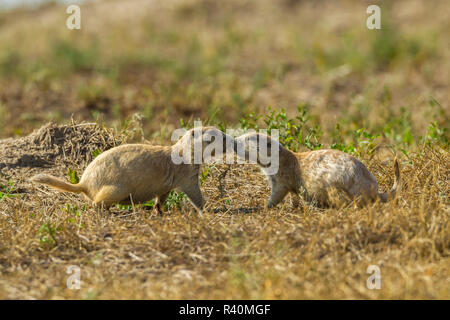 USA, South Dakota, Badlands National Park. White Morph Präriehunde Gruß. Credit: Cathy und Gordon Illg/Jaynes Galerie/DanitaDelimont.com Stockfoto