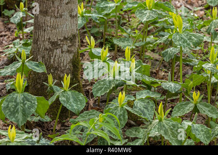 Gelbe Trillium, Trillium luteum, Great Smoky Mountains National Park, Tennessee Stockfoto