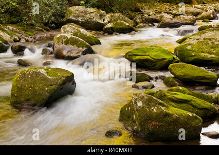 Farbe spiegelt sich auf Roaring Fork, Roaring Fork Motor Nature Trail, Great Smoky Mountains National Park, Tennessee Stockfoto