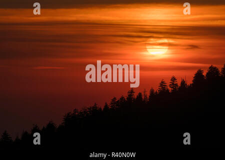 Bäume auf Ridge bei Sonnenuntergang Silhouette, Clingmans Dome, Great Smoky Mountains, Tennessee Stockfoto