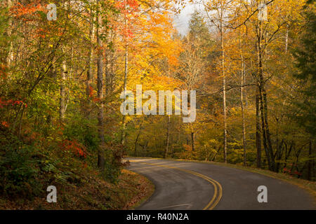 Newfound Gap Straße durch Great Smoky Mountain National Park, Tennessee, im Herbst Stockfoto