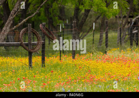 Zaun und Wiese von roten und gelben Blumen, Texas Hill Country Stockfoto