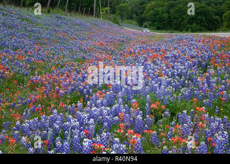 Texas Hill Country Wildblumen, entlang der 16 km langen "Willow City Loop" zwischen Fredericksburg und Llano, Texas. Bluebonnets und Indian Paintbrush Stockfoto
