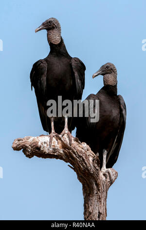 Rio Grande Valley, Texas, USA zwei schwarze Geier auf einem Baumstumpf. Stockfoto