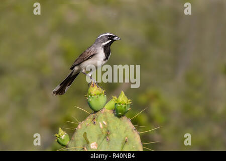 Schwarz, dass Sparrow (Spizella atrogularis) Erwachsene auf die feigenkakteen Stockfoto