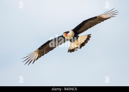 Crested (karakara Karakara Cheriway) im Flug Stockfoto