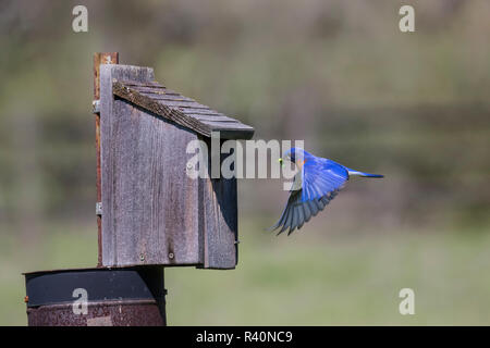 Eastern Bluebird (Sialia sialis) nach der Landung am Nest Stockfoto