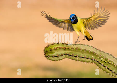 Green Jay (Cyanocorax Yncas) Erwachsenen Stockfoto