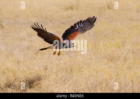 Harris Hawk (Parabuteo Unicinctus) Nach der Landung (Captive) Stockfoto