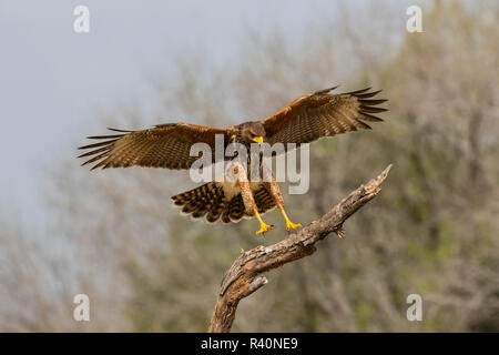 Harris Hawk (Parabuteo Unicinctus) nach der Landung Stockfoto