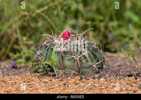 Horse Crippler Kaktus (Echinocactus Texensis) Fruchtkörper Stockfoto