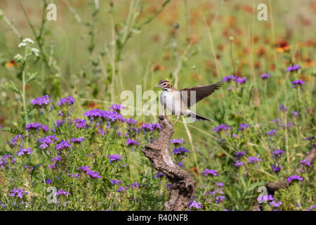 Lerche Sparrow (Chondestes grammacus) Erwachsenen gehockt Stockfoto