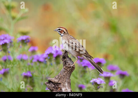 Lerche Sparrow (Chondestes grammacus) Erwachsenen gehockt Stockfoto