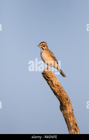 Lerche Sparrow (Chondestes grammacus) Erwachsenen gehockt Stockfoto