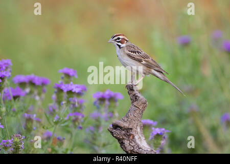 Lerche Sparrow (Chondestes grammacus) Erwachsenen gehockt Stockfoto