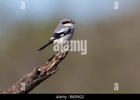 Unechte Shrike (Lanius Ludovicianus) Erwachsene auf die Jagd Barsch Stockfoto