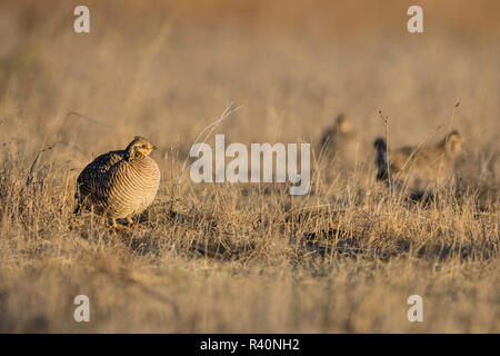 Weniger Prairie Huhn (Tympanuchus pallidicinctus) auf Lek Stockfoto