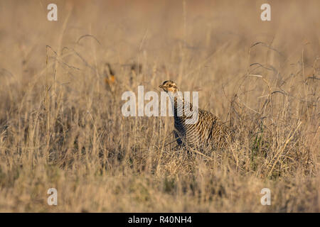 Weniger Prairie Huhn (Tympanuchus pallidicinctus) auf Lek Stockfoto