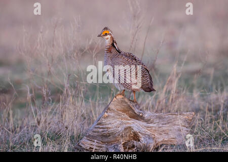 Weniger Prairie Huhn (Tympanuchus pallidicinctus) auf Lek Stockfoto