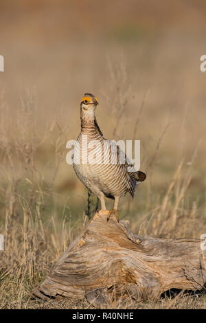 Weniger Prairie Huhn (Tympanuchus pallidicinctus) auf Lek Stockfoto