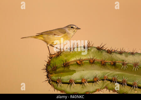 Orange - gekrönte Warbler (Vermivora celata) im Cactus Stockfoto
