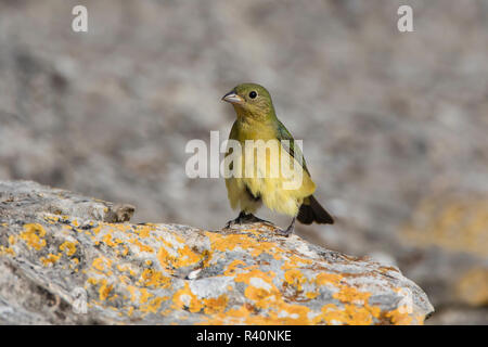 Painted Bunting (Passerina ciris) Weibchen auf Rock Stockfoto