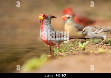 Pyrrhuloxia (Cardinalis sinuatus) Männer trinken Stockfoto