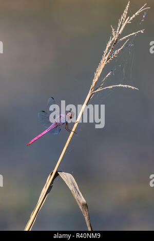 Roseate Skimmer (Orthemis ferruginea) auf Gras gehockt Stockfoto