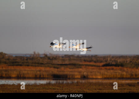 Whooping Crane (Grus Americana) Familie fliegen Stockfoto