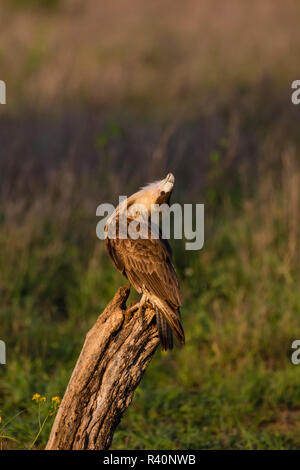 Crested Karakaras (karakara cheriway) juvenile anzeigen Stockfoto