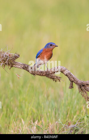 Eastern Bluebird (Sialia sialis) erwachsenen männlichen gehockt Stockfoto