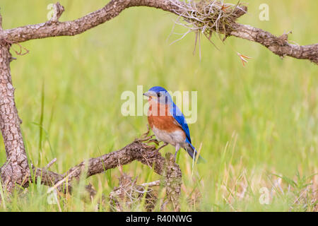 Eastern Bluebird (Sialia sialis) erwachsenen männlichen gehockt Stockfoto