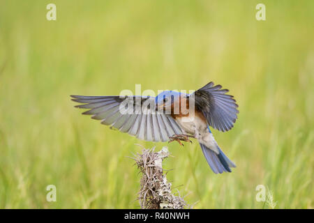 Eastern Bluebird (Sialia sialis) erwachsenen männlichen Stockfoto