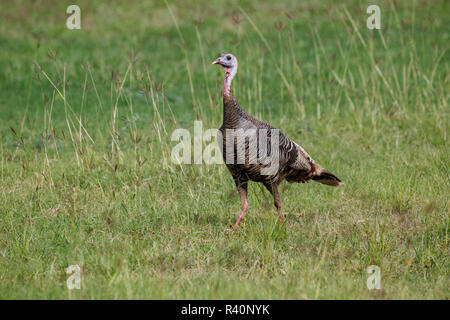 Wilder Truthahn (Meleagris gallopavo) Weibchen füttern und Trinken von Teich Stockfoto