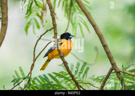 Baltimore Oriole (Icterus galbula) Erwachsenen gehockt Stockfoto