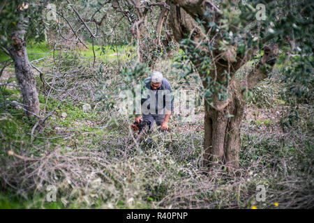 Mann in der Olive Park arbeiten, Gargano, Italien, Europa Stockfoto