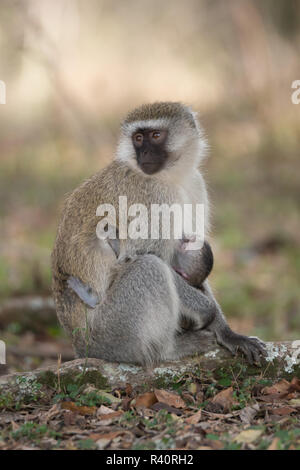 Weibliche vervet Säugling mit gedrehtem Kopf Stockfoto